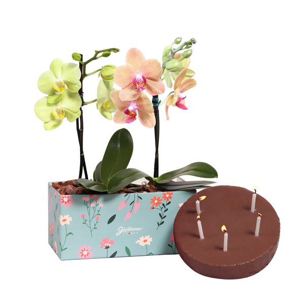 Bolo e Dupla de Ilustre Mini Orquídea Amarela e Salmão