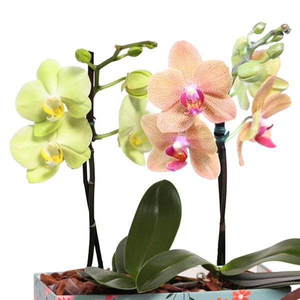 Bolo e Dupla de Ilustre Mini Orquídea Amarela e Salmão