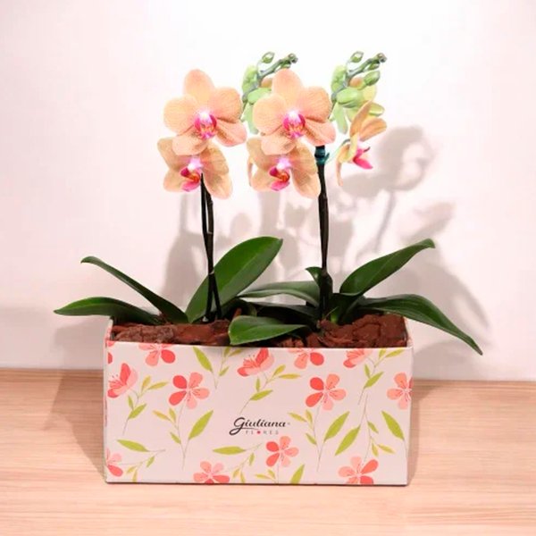 Bolo e Dupla de Ilustre Mini Orquídea Amarela e Salmão