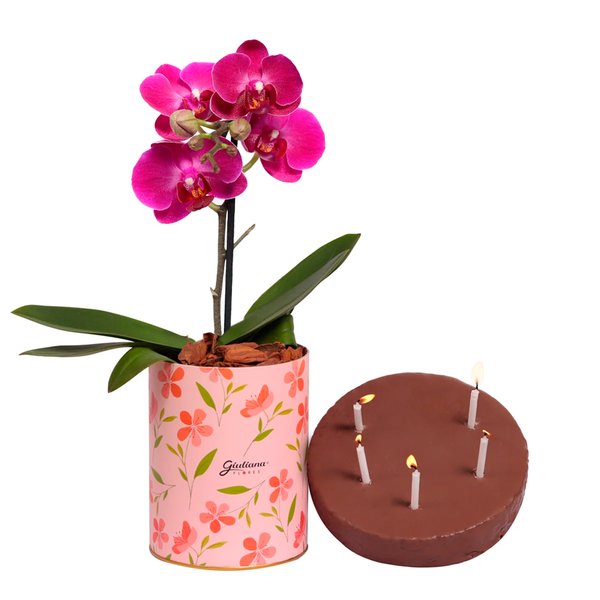 Bolo e Mini Orquídea Ilustre Lilás no Box Florescer