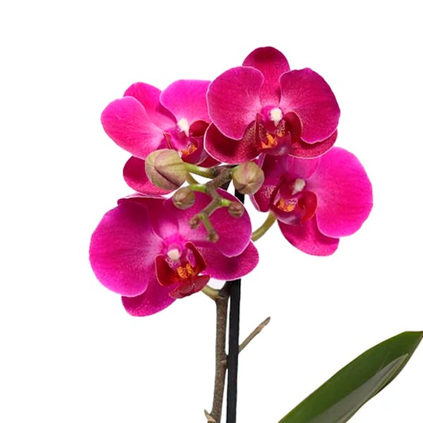 Bolo e Mini Orquídea Ilustre Lilás no Box Florescer