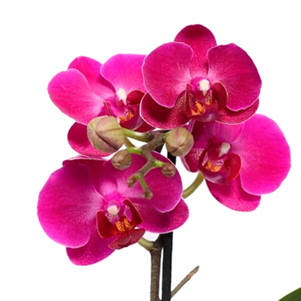Bolo e Mini Orquídea Ilustre Lilás no Box Florescer