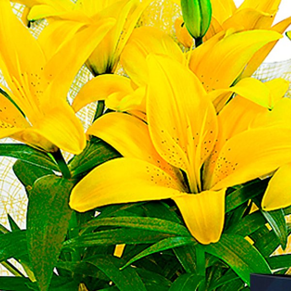 Lírio Amarelo Plantado e Cartão Feliz Dia dos Pais
