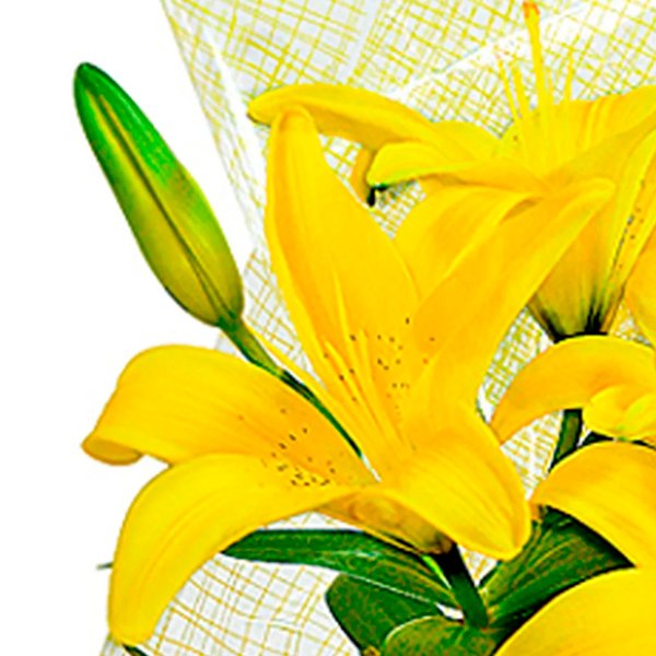 Lírio Amarelo Plantado e Cartão Feliz Dia dos Pais