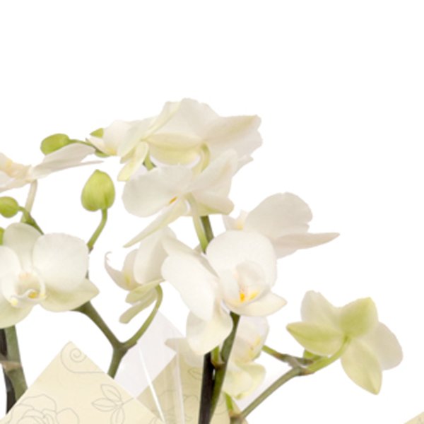 Cesta Flowers e Dog