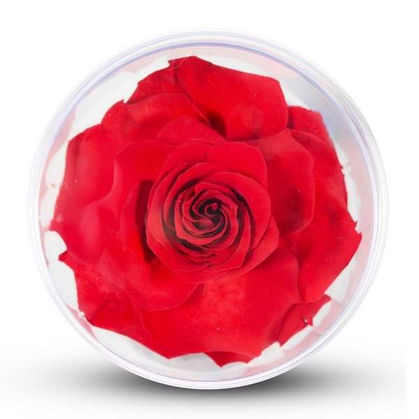 Box Crystal Redonda com Rosa Encantada Vermelha