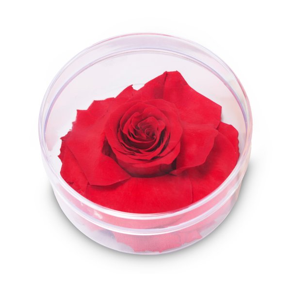 Box Crystal Redonda com Rosa Encantada Vermelha