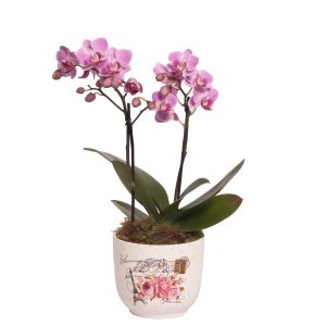 Imagem de Mini Orquídea Rara Lilás Garden