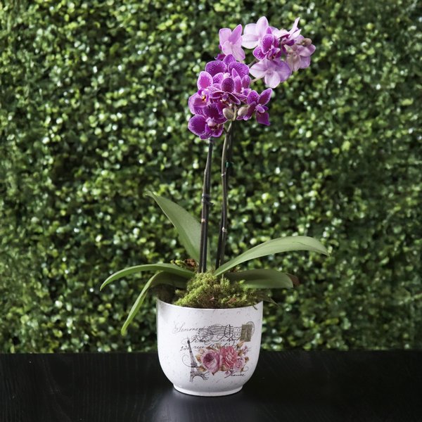 Mini Orquídea Rara Lilás Garden