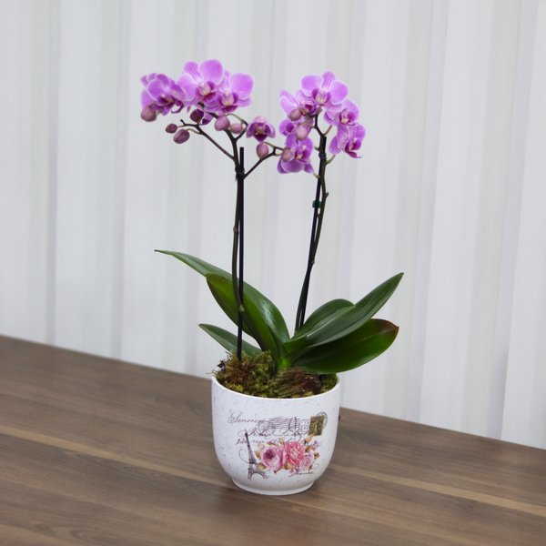 Mini Orquídea Rara Lilás Garden