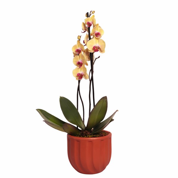 Orquídea Phalaenopsis Amarela Garden