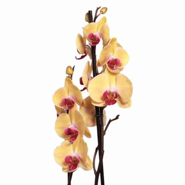 Orquídea Phalaenopsis Amarela Garden