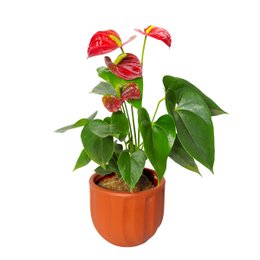 Imagem de Antúrio Plantado Garden