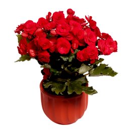 Imagem de Begônia Vermelha Garden