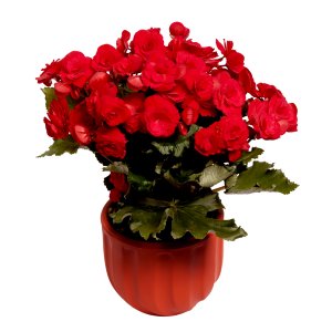 Imagem de Begônia Vermelha Garden