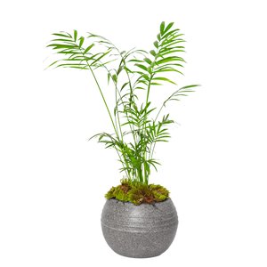 Imagem de Mini Palmeira Chamaedorea Garden