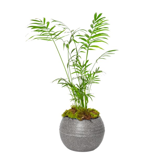 Mini Palmeira Chamaedorea Garden