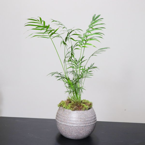 Mini Palmeira Chamaedorea Garden
