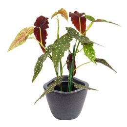 Imagem de Begônia Maculata Garden