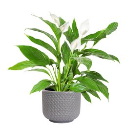 Imagem de Lírio da Paz Garden