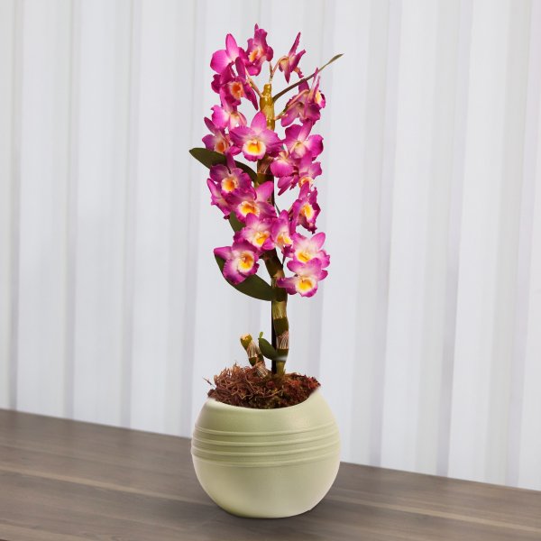Orquídea Dendrobium Lilás Garden