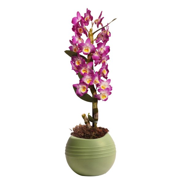 Orquídea Dendrobium Lilás Garden
