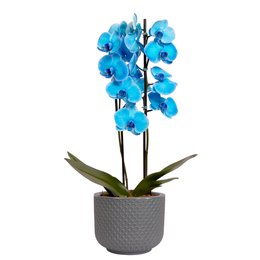 Imagem de Orquídea Phalaenopsis Azul Garden