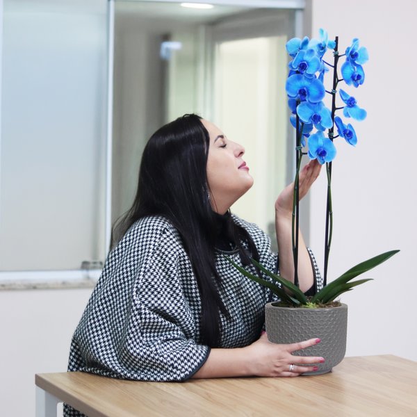 Orquídea Phalaenopsis Azul Garden