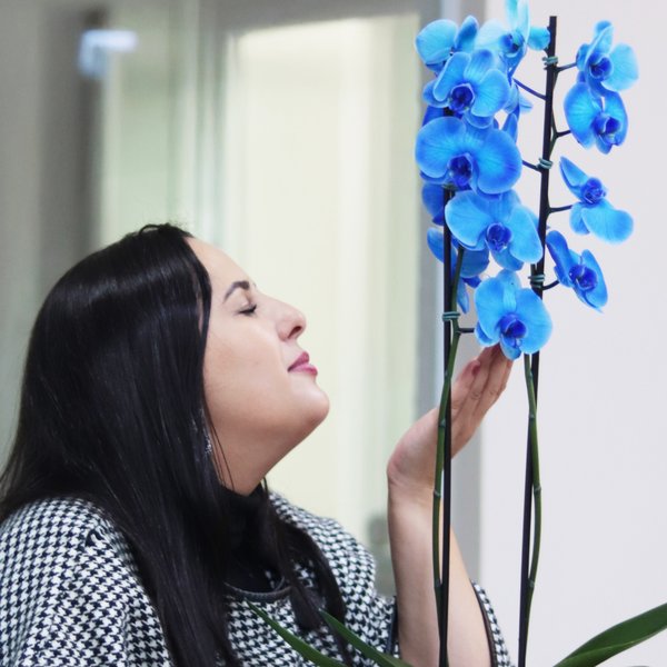 Orquídea Phalaenopsis Azul Garden