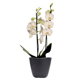 Imagem de Orquídea Phalaenopsis Branca Garden