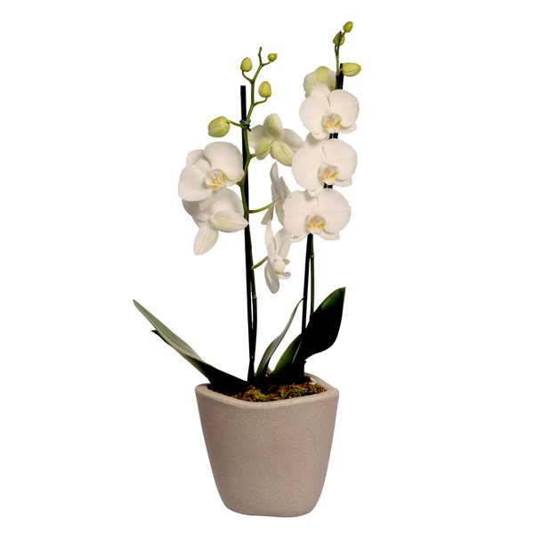 Orquídea Phalaenopsis Branca Garden