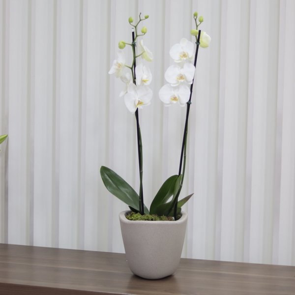 Orquídea Phalaenopsis Branca Garden