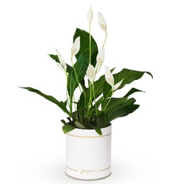 Imagem de Lírio da Paz Garbo