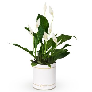 Imagem de Lírio da Paz Garbo