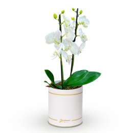 Imagem de Orquídea Phalaenopsis Branca Garbo