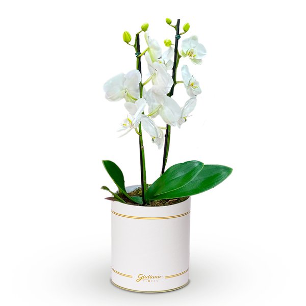 Orquídea Phalaenopsis Branca Garbo