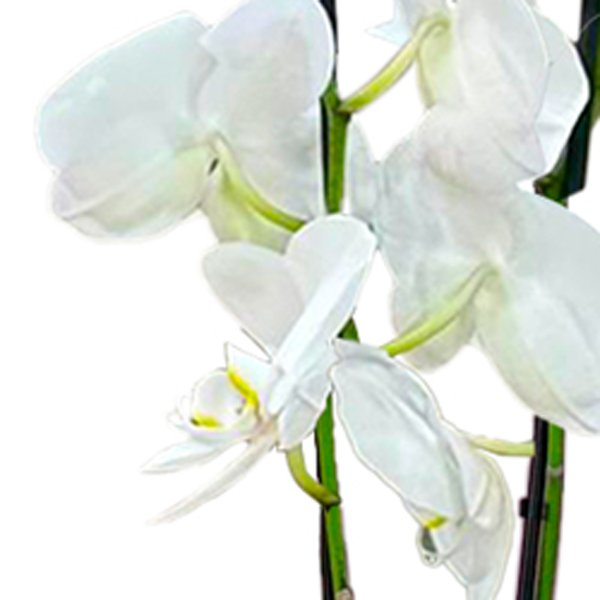 Orquídea Phalaenopsis Branca Garbo