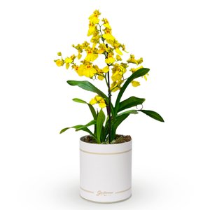 Imagem de Orquídea Chuva de Ouro Garbo