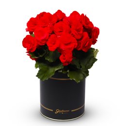 Imagem de Begônia Vermelha Garbo