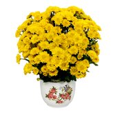 Mini Margaridinha Amarela no Vaso Garden