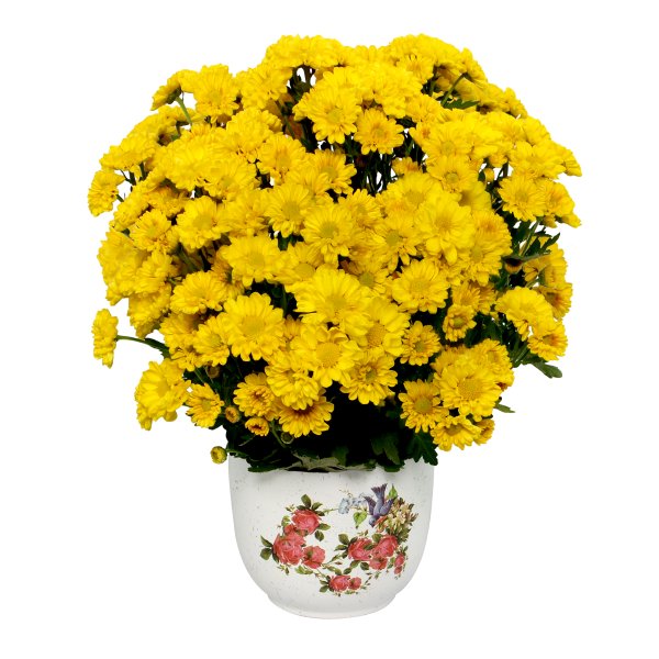 Mini Margaridinha Amarela no Vaso Garden