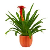 Bromélia Plantada no Vaso Garden