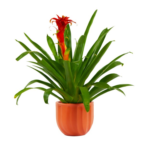 Bromélia Plantada no Vaso Garden
