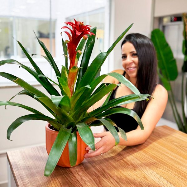 Bromélia Plantada no Vaso Garden