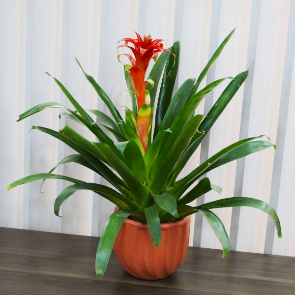 Bromélia Plantada no Vaso Garden