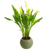 Callas Amarelo no vaso Garden