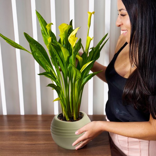 Callas Amarelo no vaso Garden