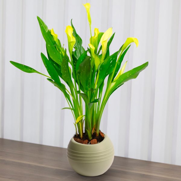 Callas Amarelo no vaso Garden