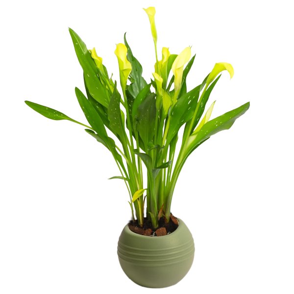 Callas Amarelo no vaso Garden