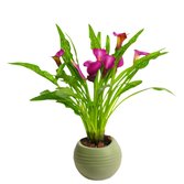 Callas Vinho no vaso Garden